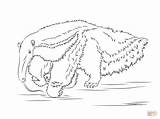 Anteater Coloring Pages Getcoloringpagescom Sketch Page sketch template