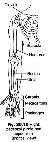 locomotion-movement-cbse-notes-class-11-biology-12 | Biology notes, Biology diagrams, Biology