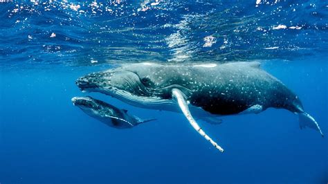 Hawai'i welcomes its favorite visitor: the humpback whale