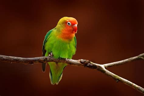 The Nine Exisiting Species Of Lovebirds - WorldAtlas