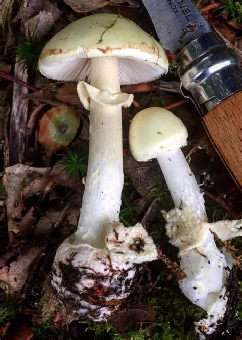 Poisonous fungi – Death Cap and Destroying Angel v False Deathcap ...