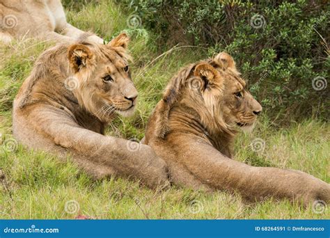 Lion savanna africa stock image. Image of majestic, kalahari - 68264591