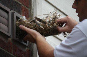 Bird Nest Removal - Genera Pest Management | Pest Control Company Sydney