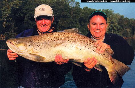 World Record Brown Trout