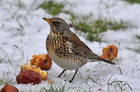 Winter Bird Visitors To Your Garden | Wiggly Wigglers