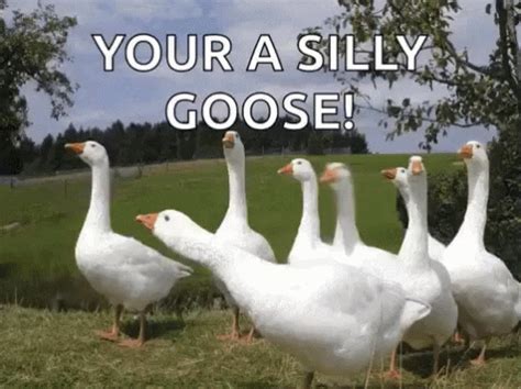 Silly Goose GIFs - Get the best GIF on GIPHY