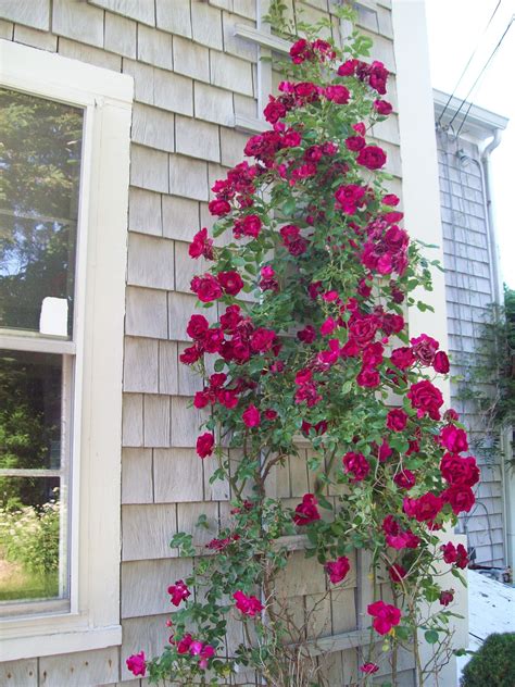 Well the red climbing rose popped real nicely in 2012 Red Climbing Roses, Smiles And Laughs ...