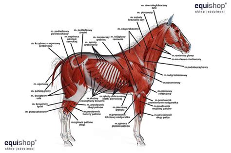 Horse anatomy - diagrams of horse body parts - EQUISHOP Equestrian Shop