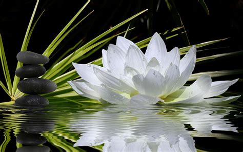 Lotus Flowers Wallpaper Widescreen | Flower screensaver, Lotus flower wallpaper, Hd flower wallpaper