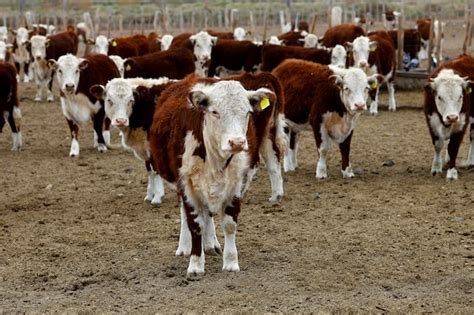 Premium Photo | Hereford cattle