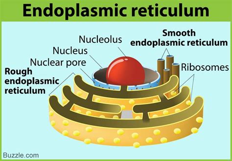 Endoplasmic Reticulum Is Best Described as a - XzavierkruwRice