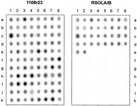 Dot blot hybridization of two identical filters containing rRNA of 88... | Download Scientific ...