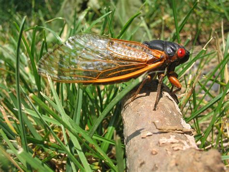 The 17-Year Cicada Swarms of Brood X Are Coming This Summer - Atlas Obscura