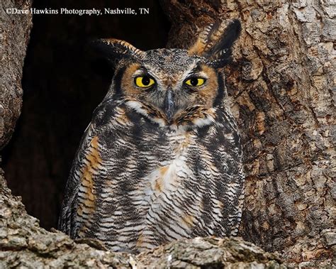 Great Horned Owl | State of Tennessee, Wildlife Resources Agency