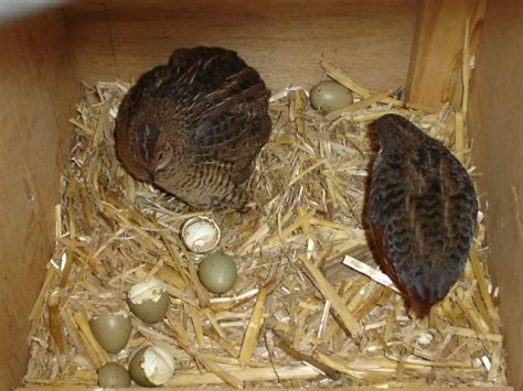 Nature and Farming: Guide to Raising Quails (Pugo) for Egg Production