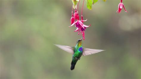 Slow Motion Clip Fierythroated Hummingbird Hovers Stock Footage Video ...