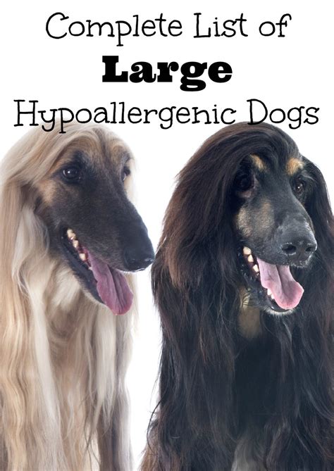 Complete List of Large Hypoallergenic Dogs - DogVills