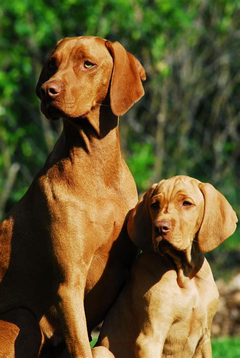 Magyar Vizsla breed from the Reithen slx - puppies, training, hunting | Schöne hunde ...