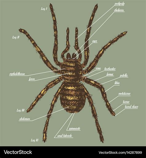 Anatomy Of A Spider - Anatomical Charts & Posters