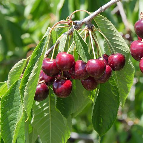 Bing Cherry Trees for Sale at Arbor Day's Online Tree Nursery - Arbor Day Foundation