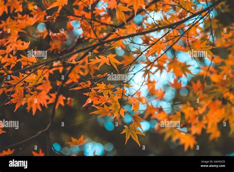 background autumn leaves in Japan Stock Photo - Alamy