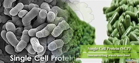 Single cell protein , An alternate source of protein