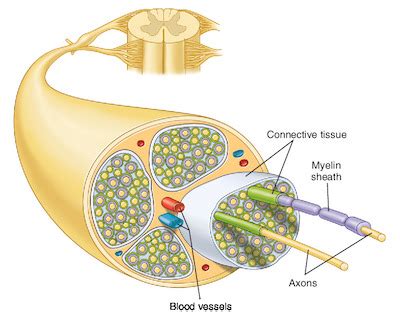 nerve | Taber's Medical Dictionary