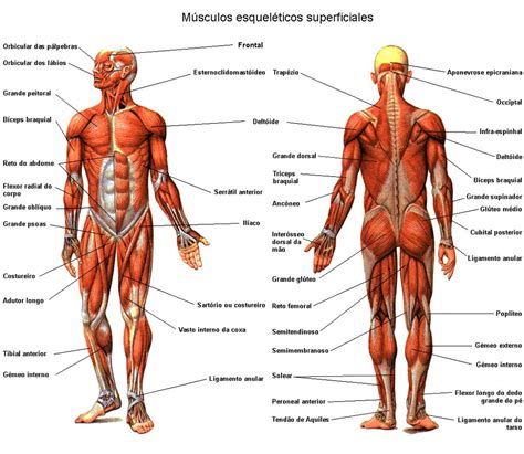 ¿Qué tipos de músculos hay en el sistema muscular humano? | Muscle ...