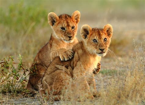 Kruger National Park Lions & Wild Cats | African Budget Safaris