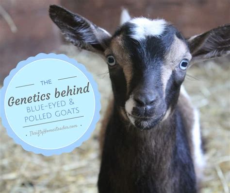 The genetics behind blue-eyed and polled goats - The Thrifty Homesteader