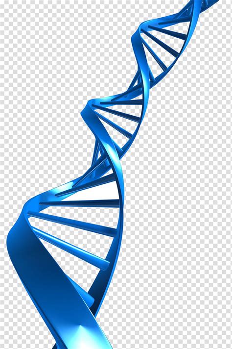 Dna Double Helix Clipart Transparent Png Hd Curved D Helix Dna Blue | The Best Porn Website