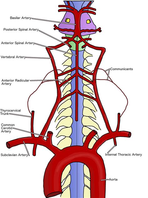 The Cervical Spinal Cord and Origin of the Anterior Spinal Artery. The ...