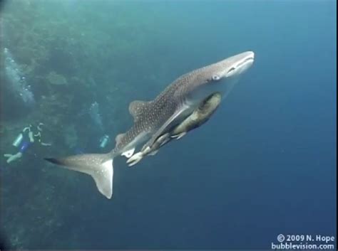 Seychelles Whale Sharks: Satellite tags & Baby whale shark videos...