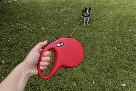 Are retractable leashes bad? Are long leads better?