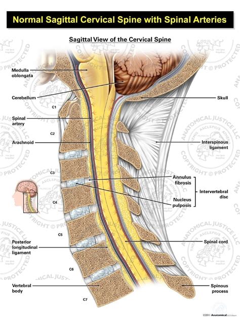 C Spine Anatomy Mri Cervical Spine Sagittal Anatomy - vrogue.co