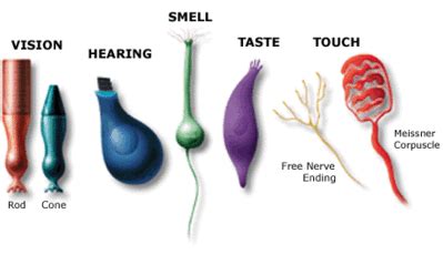 We Glimpse at the Body Electric - An Introduction to the Physics of the Human Nervous System ...