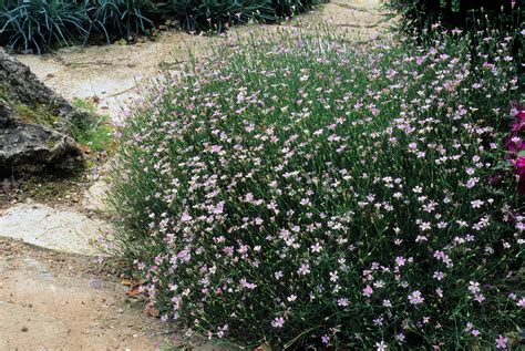 50 Light Pink TUNIC FLOWER Coat Flower Petrorhagia Saxifraga Saxifrage – Seedville USA