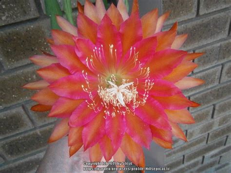 Epiphyllum: Plant Care and Collection of Varieties - Garden.org