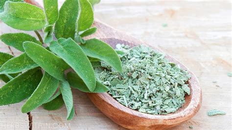 How To Dry Sage [Super Simple] - Herbs Within