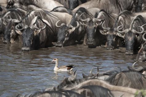 Herd of wildebeest Stock Photos, Royalty Free Herd of wildebeest Images | Depositphotos®