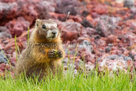 Yellow-bellied Marmot | Focusing on Wildlife