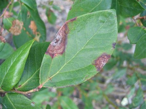 Leaf Diseases of Blueberry | NC State Extension Publications