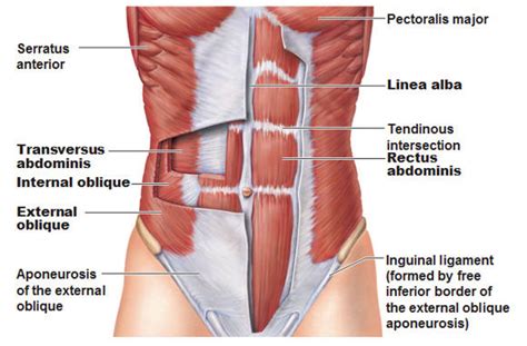 Abdominal Muscles - SportsMD