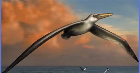 Re -Train Your Brain To Happiness: The Pelagornis Sandersi: Fossil Find Reveals Largest Flying Bird