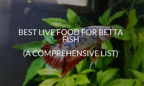 Treats For Betta Fish - Pet Food Guide