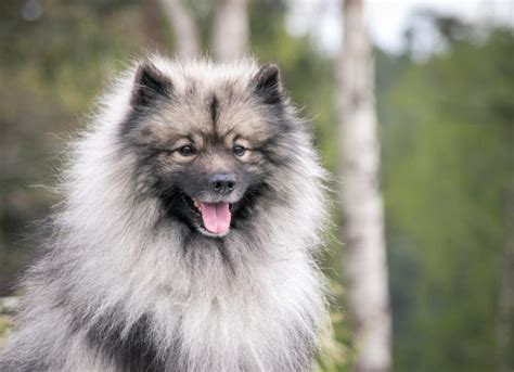 Keeshond Dog Breed Health and Care | PetMD