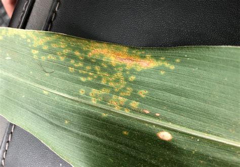 Southern Corn Rust | UGA Extension Cook County