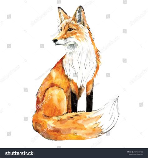 Watercolor Drawing Depicting Sitting Fox Stock Illustration 1078360466 ...