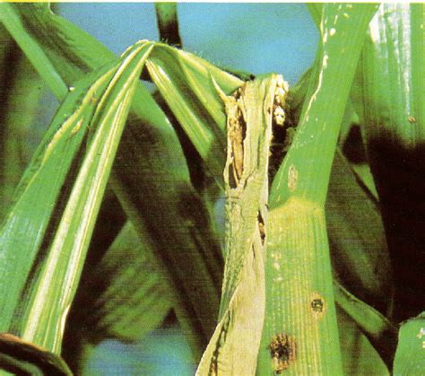 Example of damage of European corn borer, Ostrinia nubilalis (Hbn.), on... | Download Scientific ...