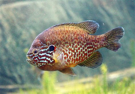 Researchers Link Sunfish Brain Size to Specific Habitats | Plants And ...